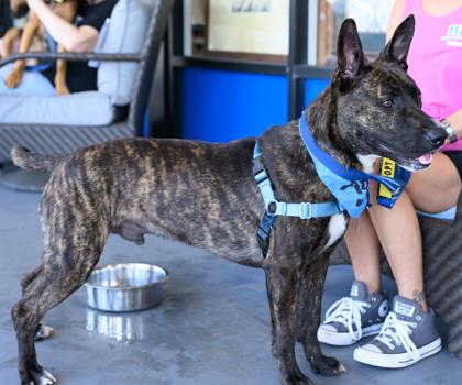 NICK, an adoptable mixed breed in Fernandina Beach, FL image 3/4