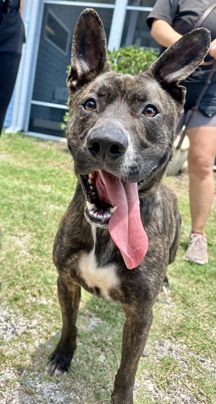 NICK, an adoptable mixed breed in Fernandina Beach, FL image 2/4