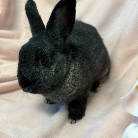 Kyrie, Adoptable, Young Female American.