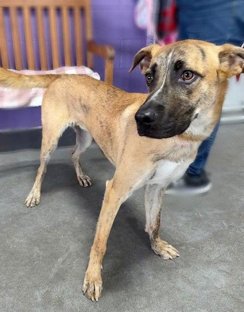 **REGGIE**, Adopted, Young Male Shepherd.