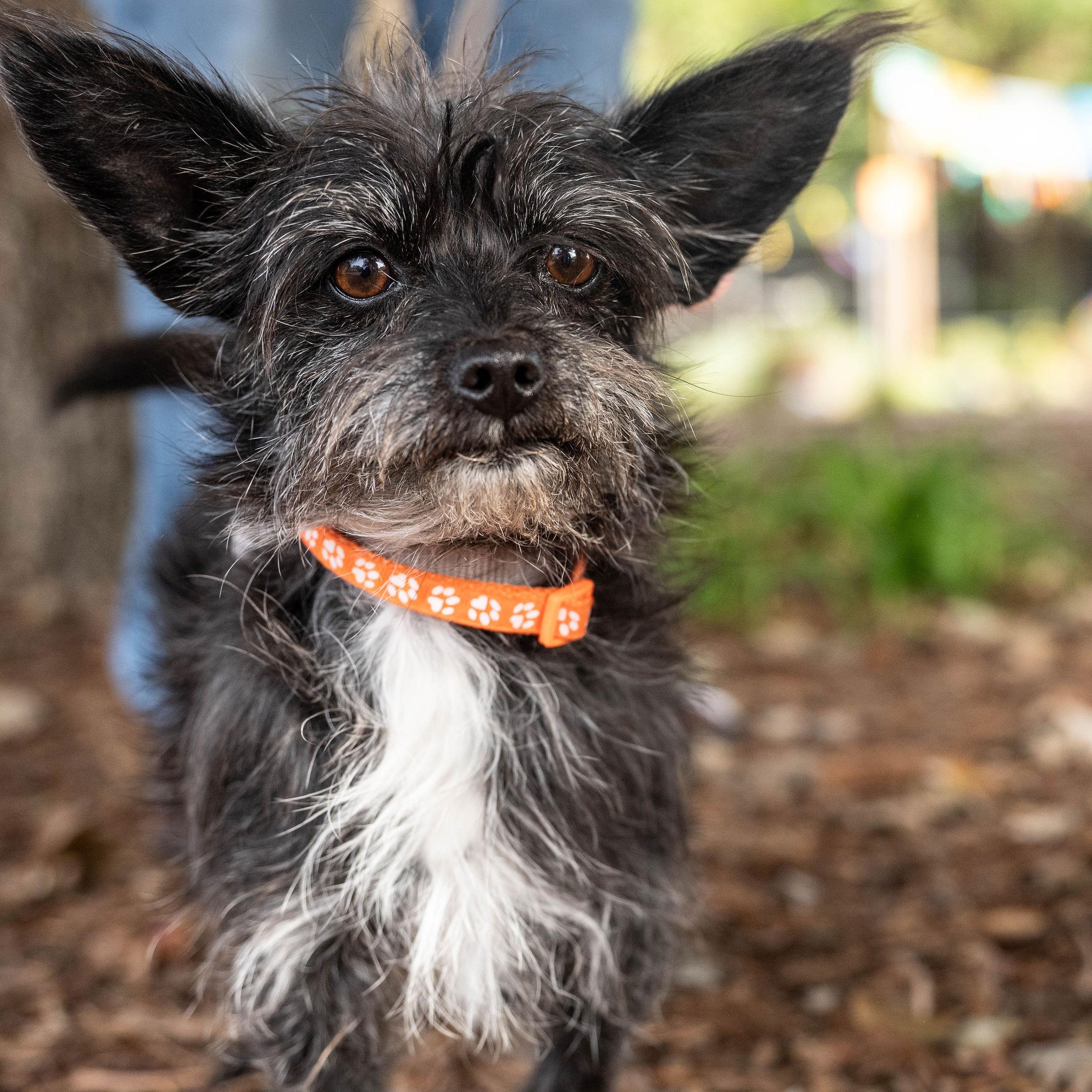 Coco, ADOPTABLE, Adult Male Terrier.