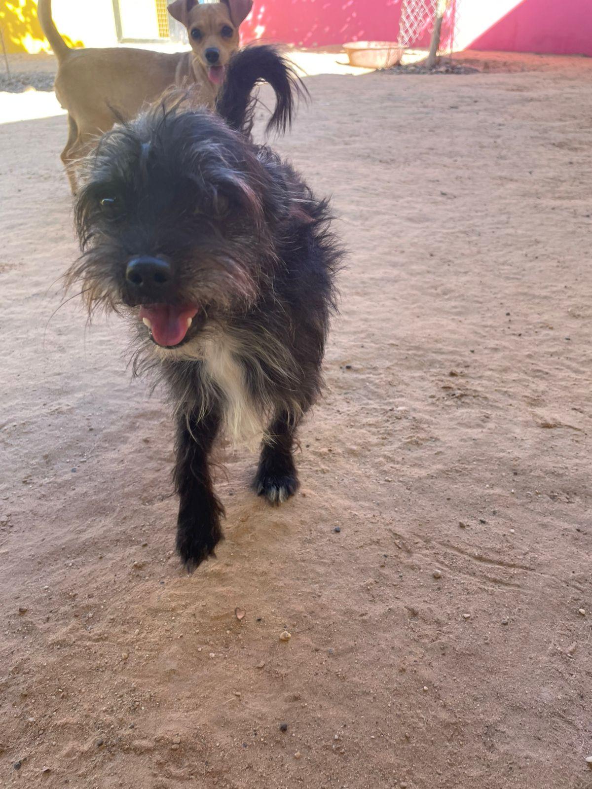 Coco, ADOPTABLE, Adult Male Terrier.