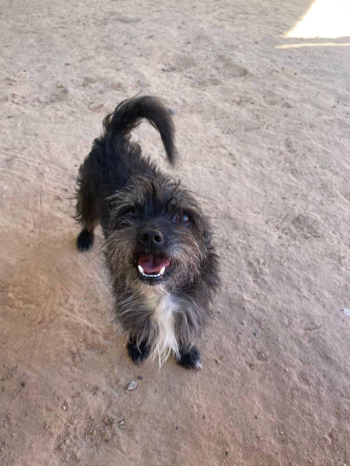 Coco, a ADOPTABLE mixed breed in Santa Rosa, CA image 2/2