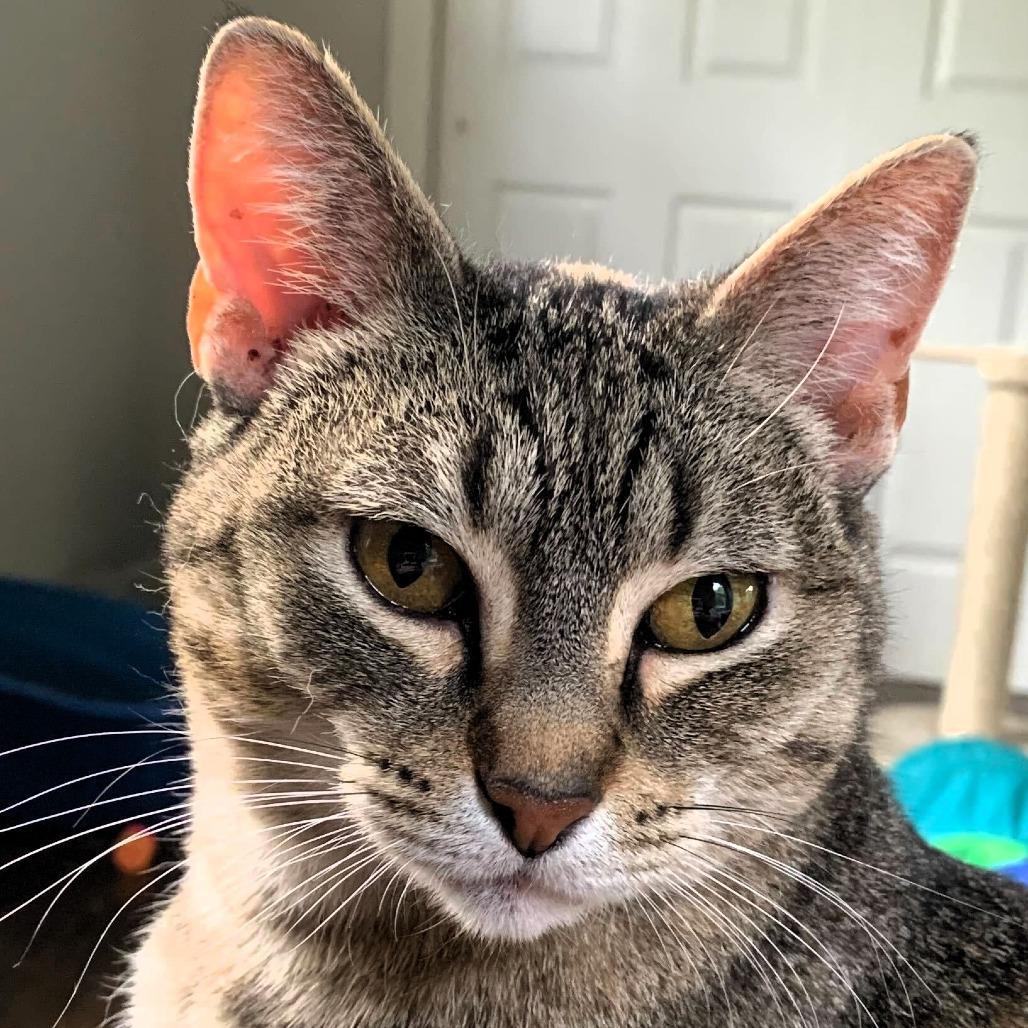 Meredith, Adoptable, Adult Female Domestic Short Hair.