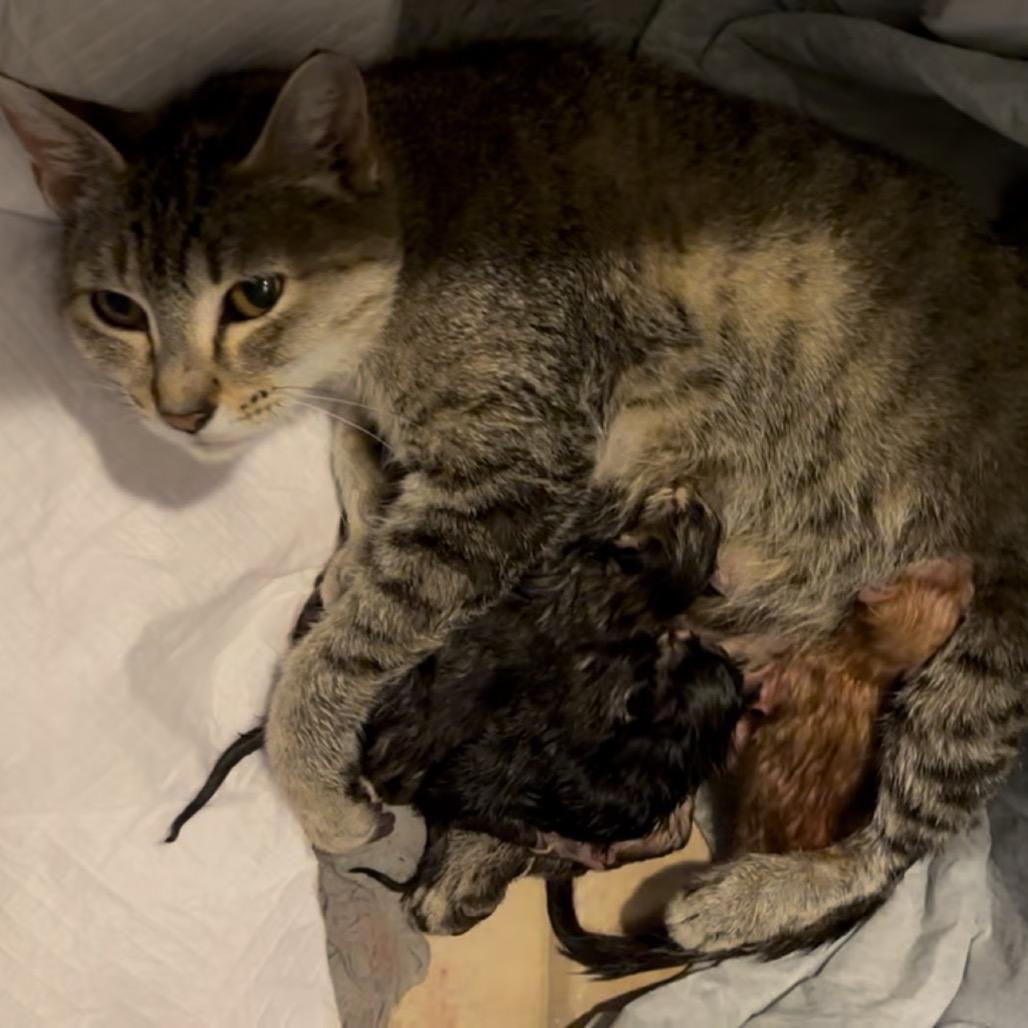 Meredith, Adoptable, Adult Female Domestic Short Hair.