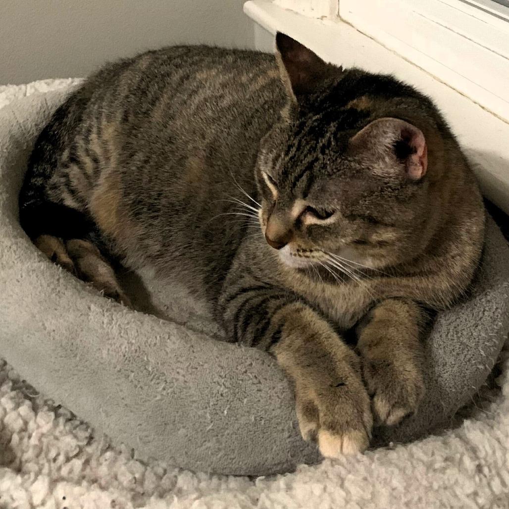 Meredith, Adoptable, Adult Female Domestic Short Hair.