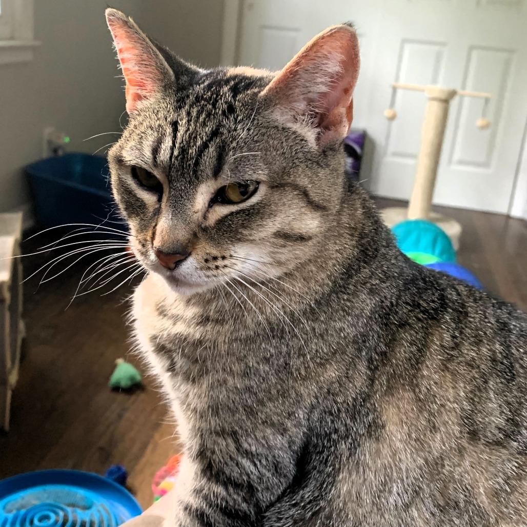 Meredith, a Adoptable Domestic Short Hair in Shawnee, KS image 3/6
