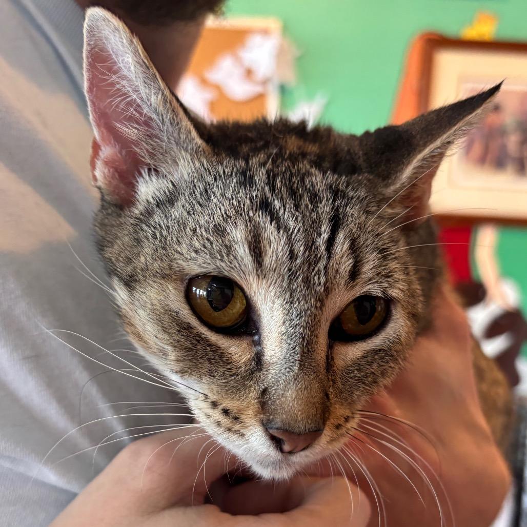 Meredith, Adoptable, Adult Female Domestic Short Hair.