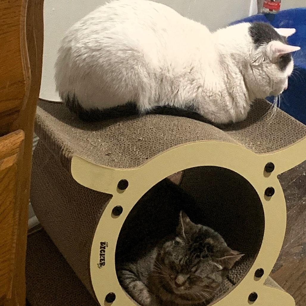 Enlarge Meredith, a Adoptable Domestic Short Hair in Shawnee, KS image 2/5