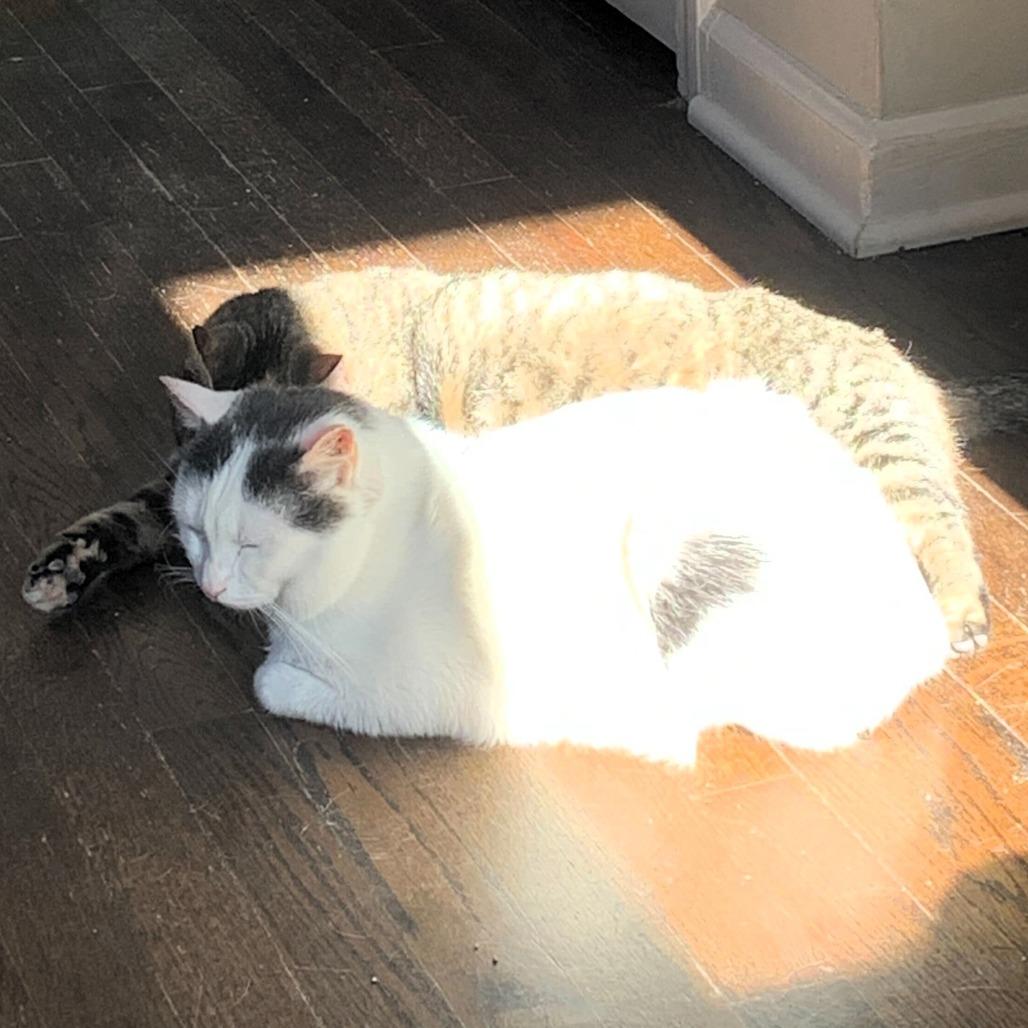 Enlarge Meredith, a Adoptable Domestic Short Hair in Shawnee, KS image 4/6