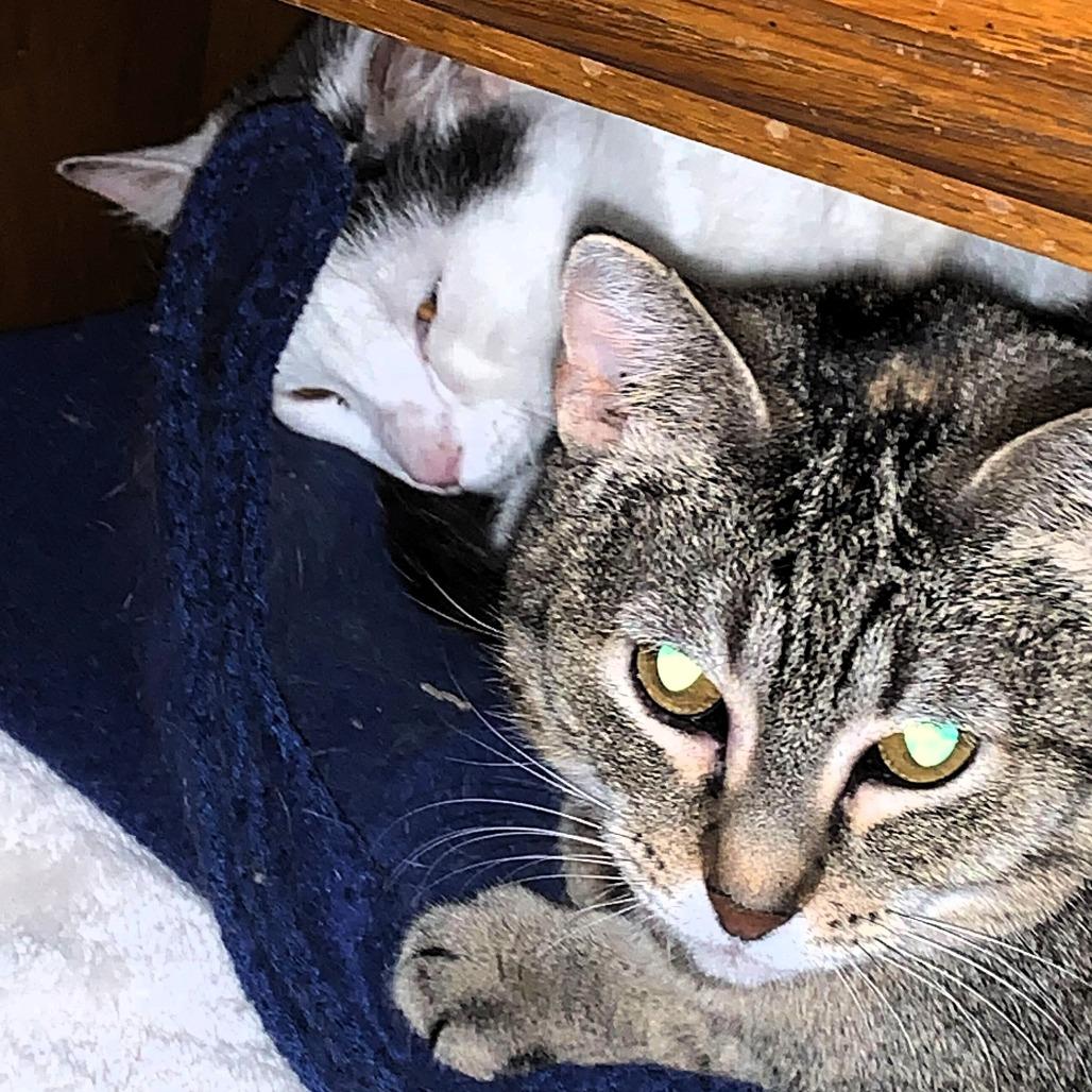 Meredith, a Adoptable Domestic Short Hair in Shawnee, KS image 5/6