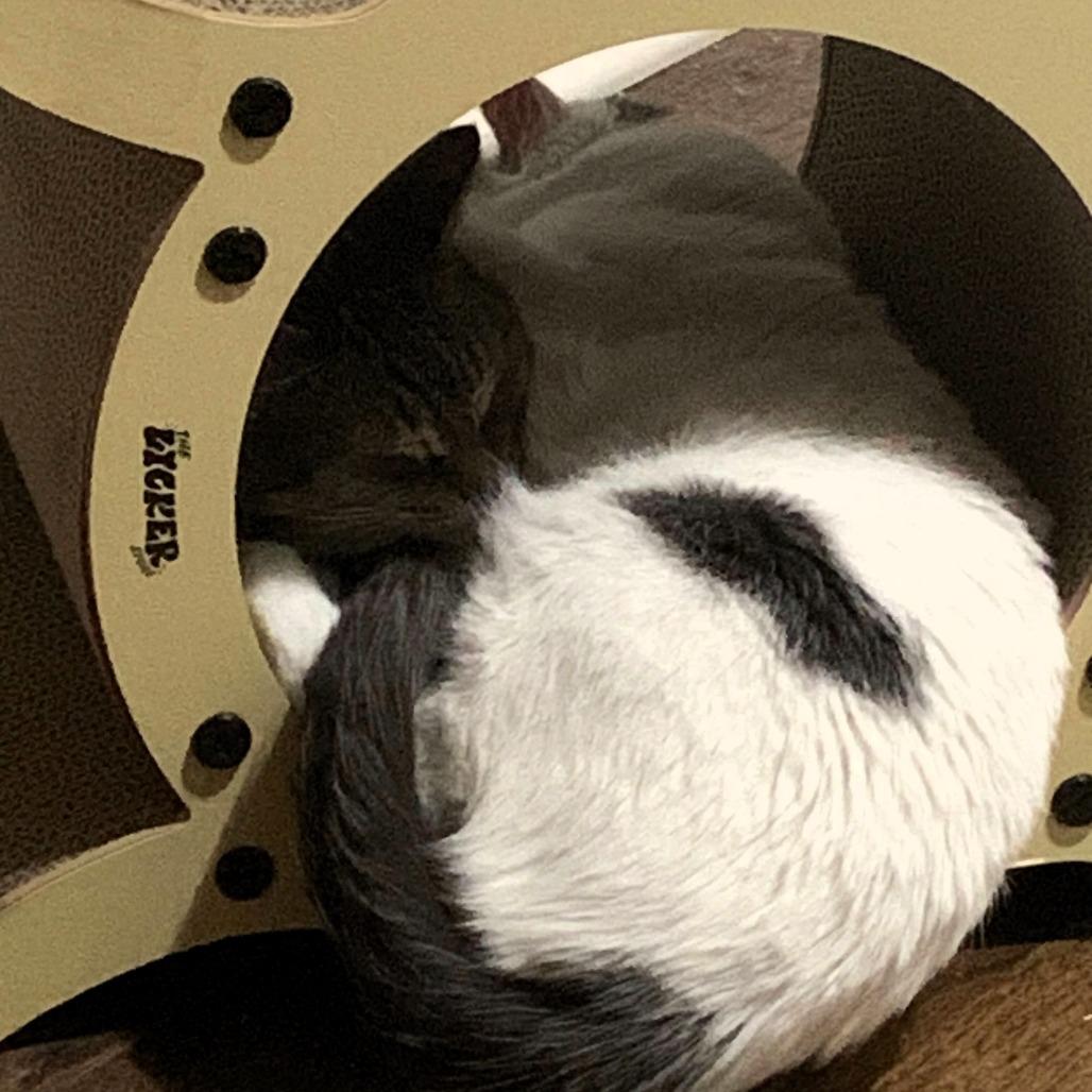 Enlarge Meredith, a Adoptable Domestic Short Hair in Shawnee, KS image 4/5