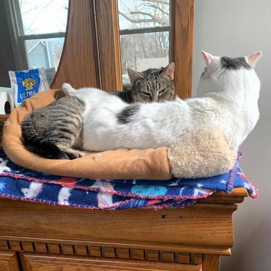 Enlarge Meredith, a Adoptable Domestic Short Hair in Shawnee, KS image 5/5