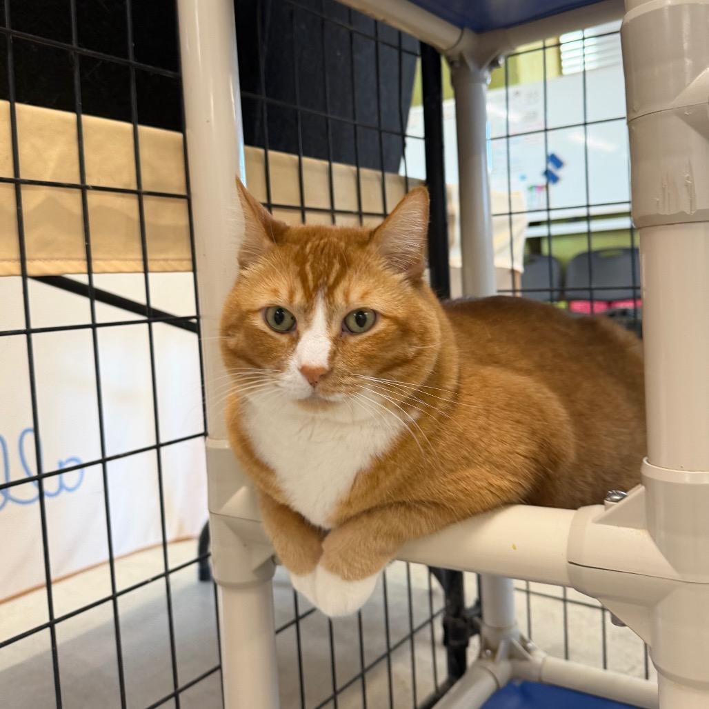 Tofu, Adoptable, Senior Male Domestic Short Hair.