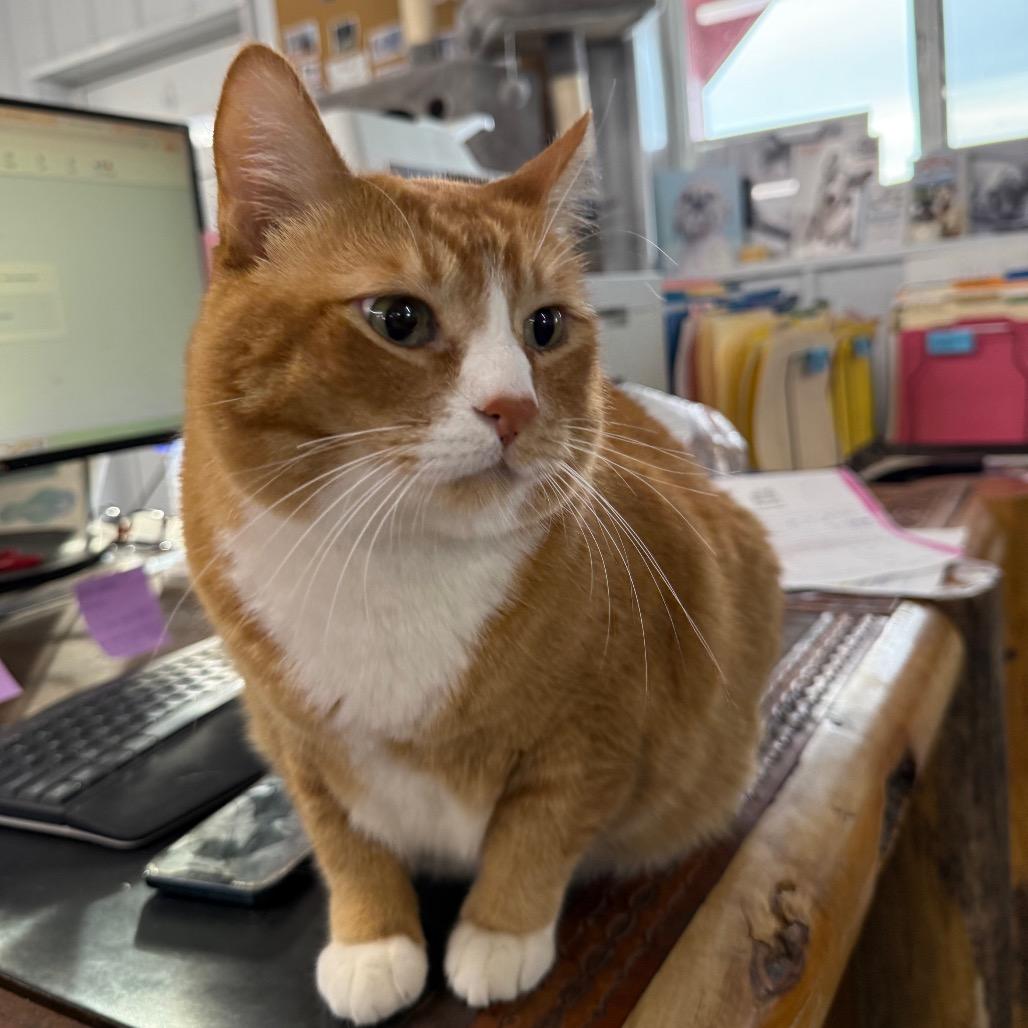 Enlarge Tofu, a Adoptable Domestic Short Hair in Spanish Fork, UT image 1/4