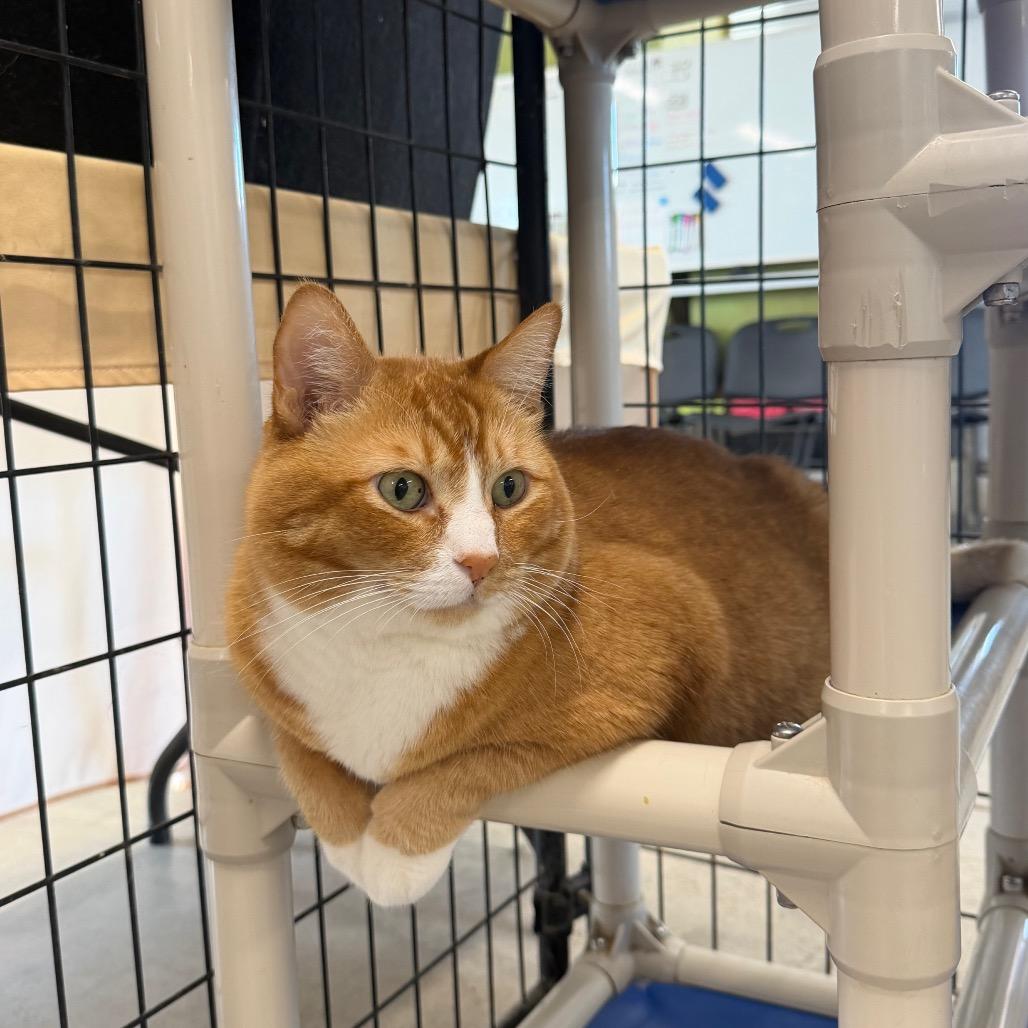 Tofu — thumbnail 3