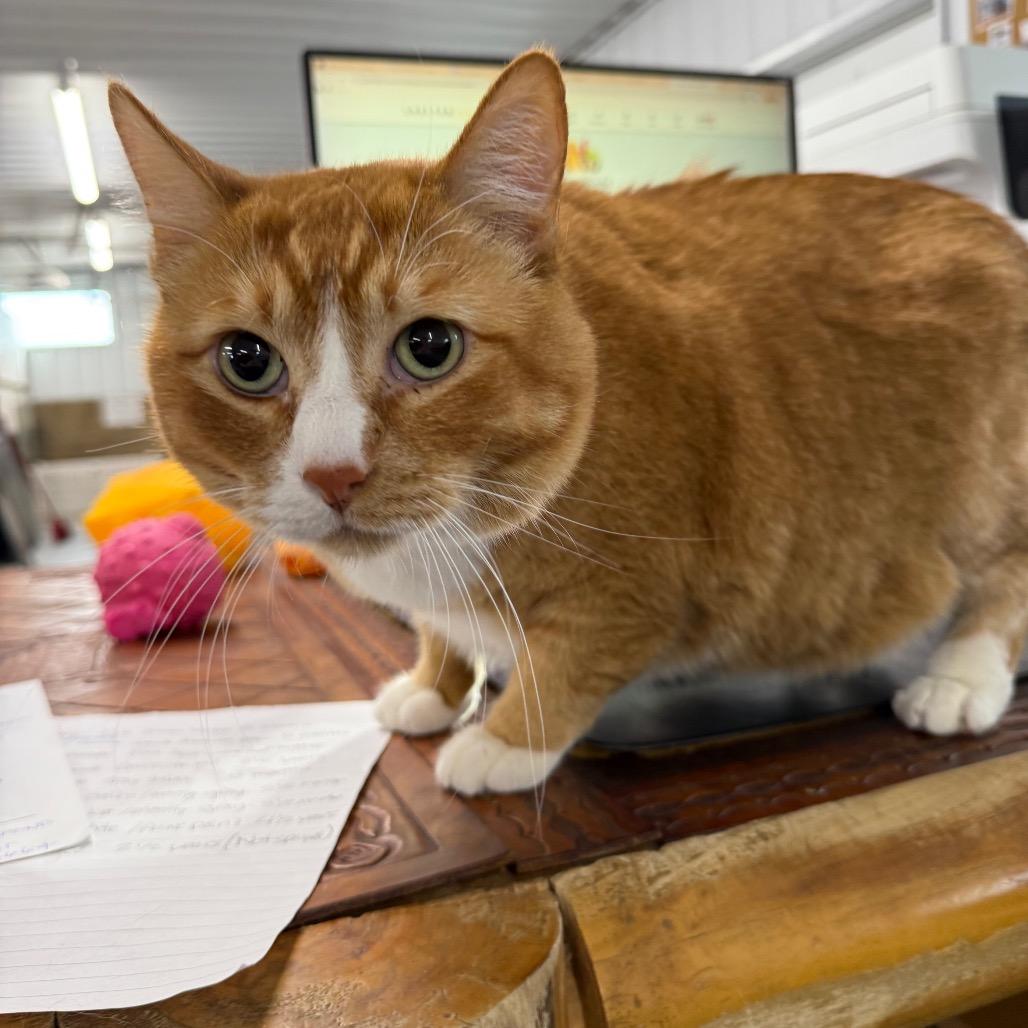 Enlarge Tofu, a Adoptable Domestic Short Hair in Spanish Fork, UT image 2/4