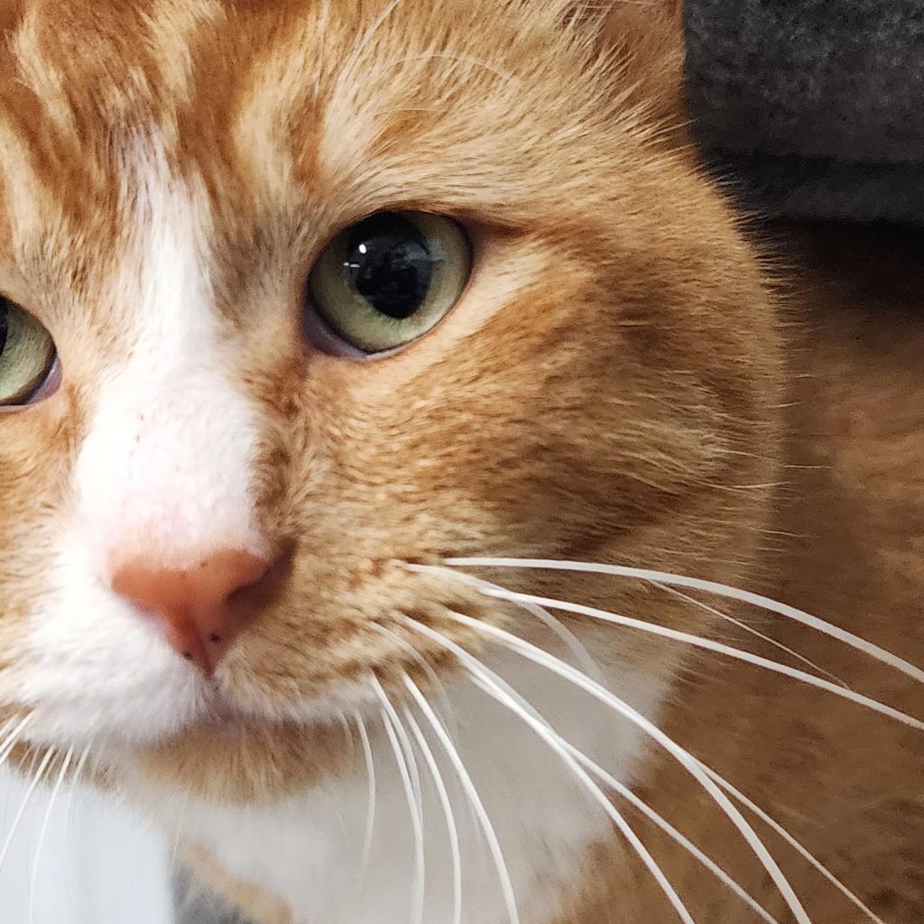 Enlarge Tofu, a Adoptable Domestic Short Hair in Spanish Fork, UT image 3/4