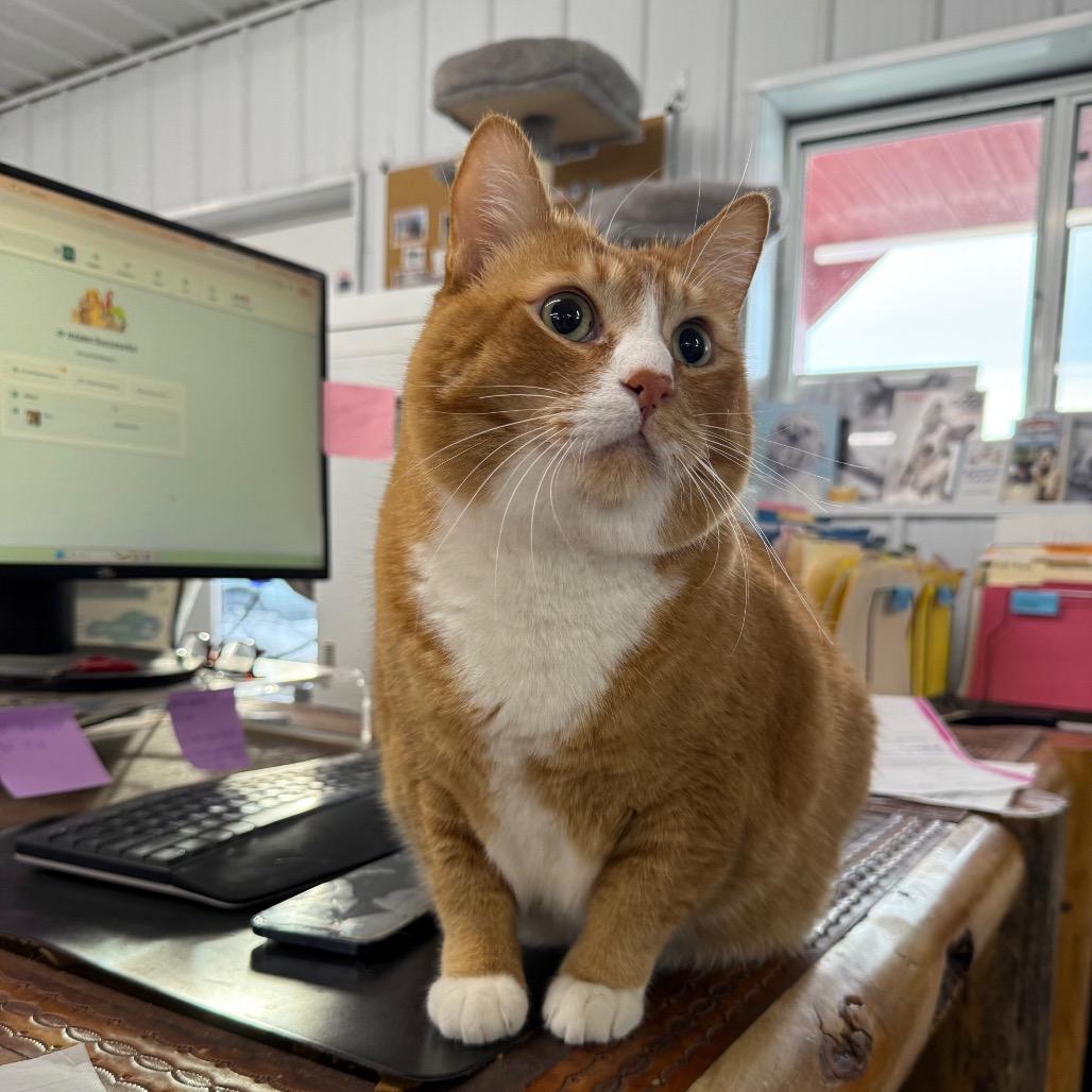 Enlarge Tofu, a Adoptable Domestic Short Hair in Spanish Fork, UT image 4/4