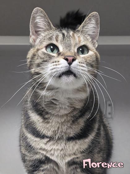Enlarge Florence (surgery 7/14), a Adoptable mixed breed in Mason, MI image 1/1