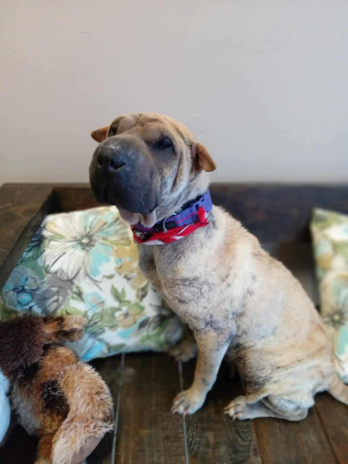 Princess needs a foster. PHOTOS ADDED, an adopted Shar-Pei in Vancouver, BC image 1/3