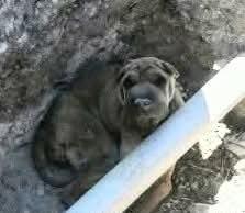 Princess needs a foster. PHOTOS ADDED, an adoptable Shar-Pei in Vancouver, BC, V6L 1V7 | Photo Image 2