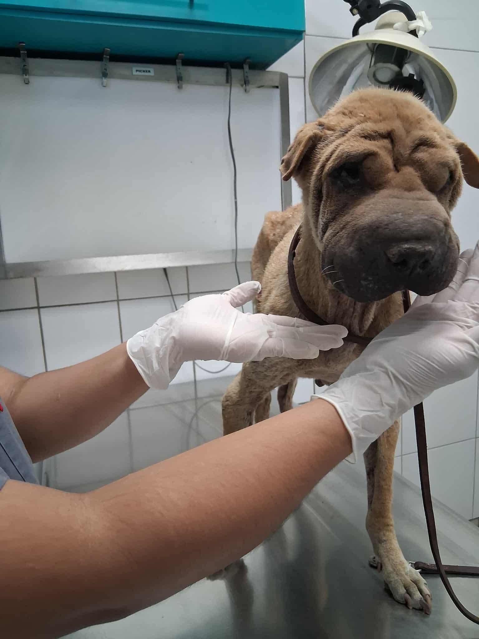 Princess needs a foster. PHOTOS ADDED, an adoptable Shar-Pei in Vancouver, BC, V6L 1V7 | Photo Image 1