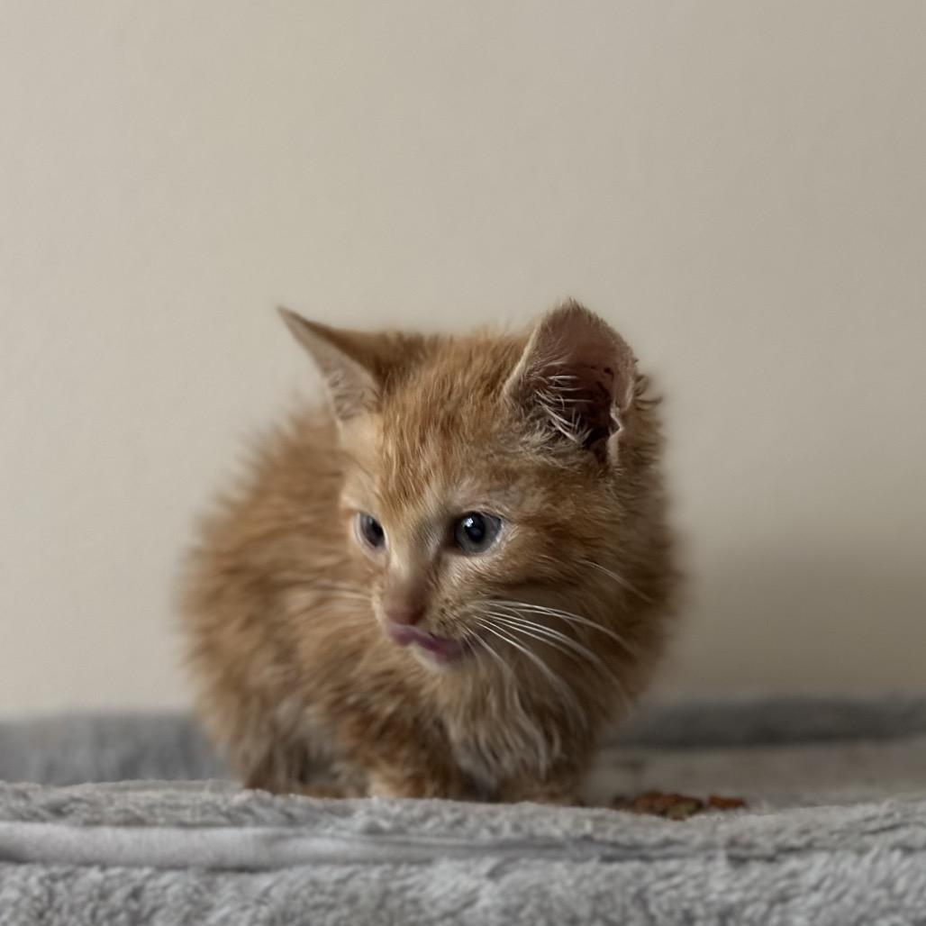 Enlarge Aurora, an adopted Domestic Medium Hair in Pocatello, ID image 1/6