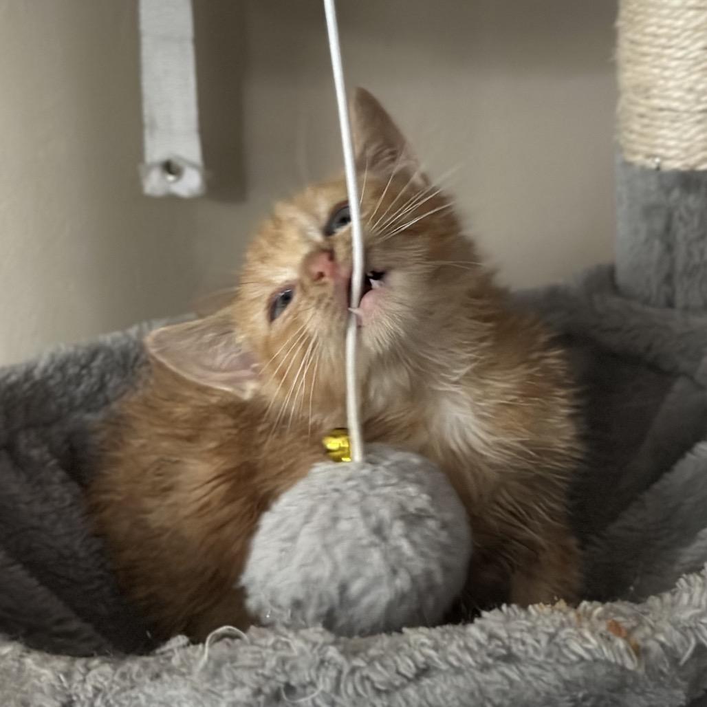 Enlarge Aurora, an adopted Domestic Medium Hair in Pocatello, ID image 2/6