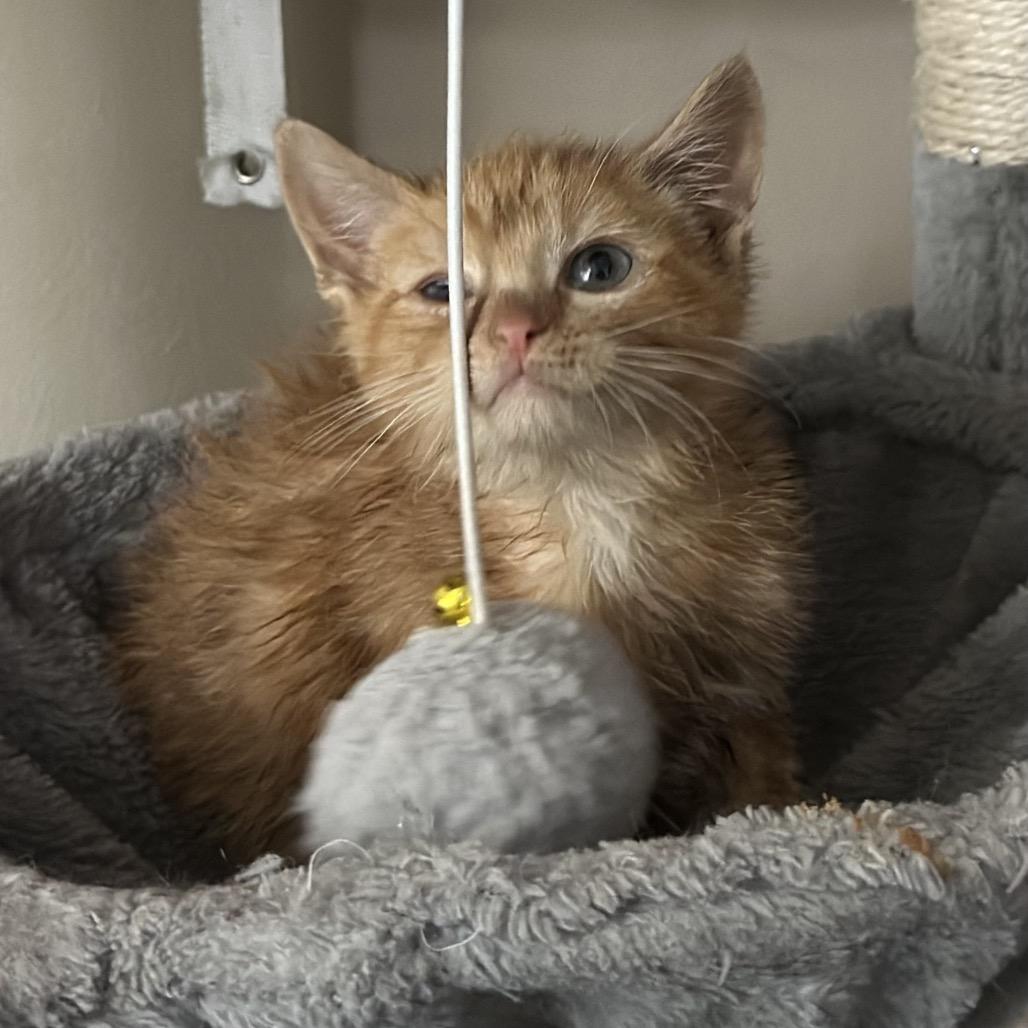 Enlarge Aurora, an adopted Domestic Medium Hair in Pocatello, ID image 3/6