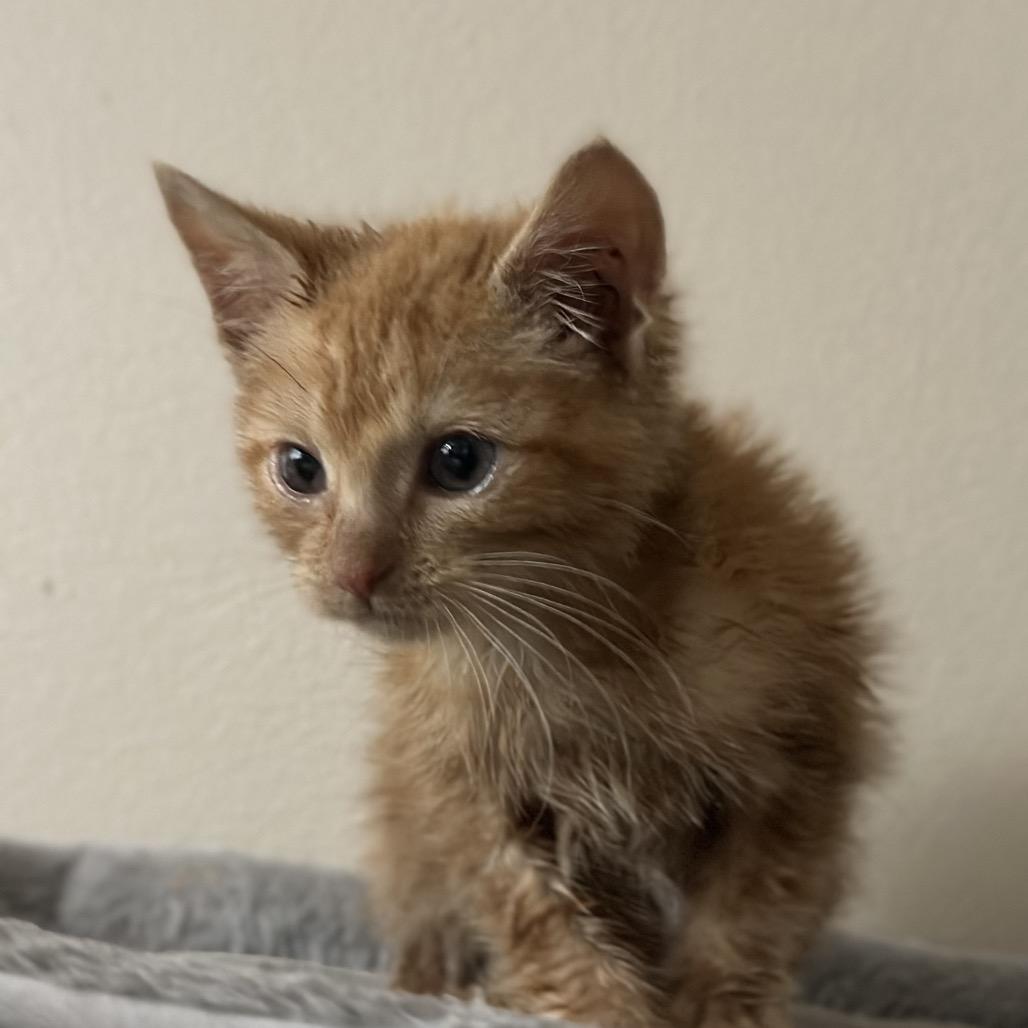 Enlarge Aurora, an adopted Domestic Medium Hair in Pocatello, ID image 4/6