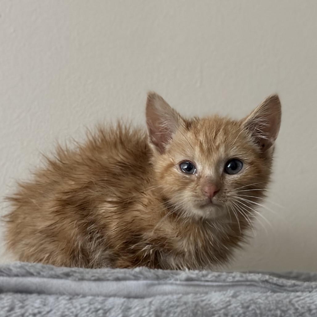 Enlarge Aurora, an adopted Domestic Medium Hair in Pocatello, ID image 5/6