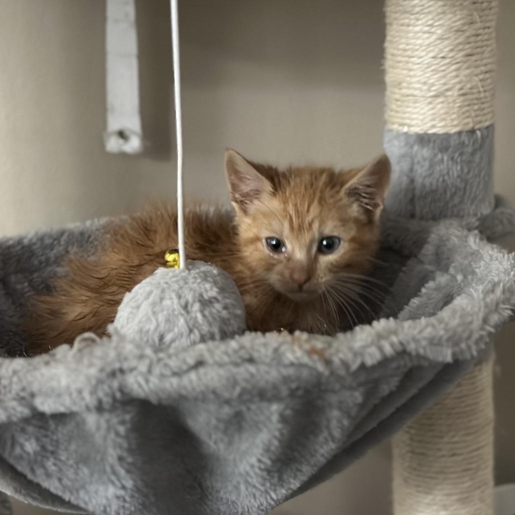 Enlarge Aurora, an adopted Domestic Medium Hair in Pocatello, ID image 6/6