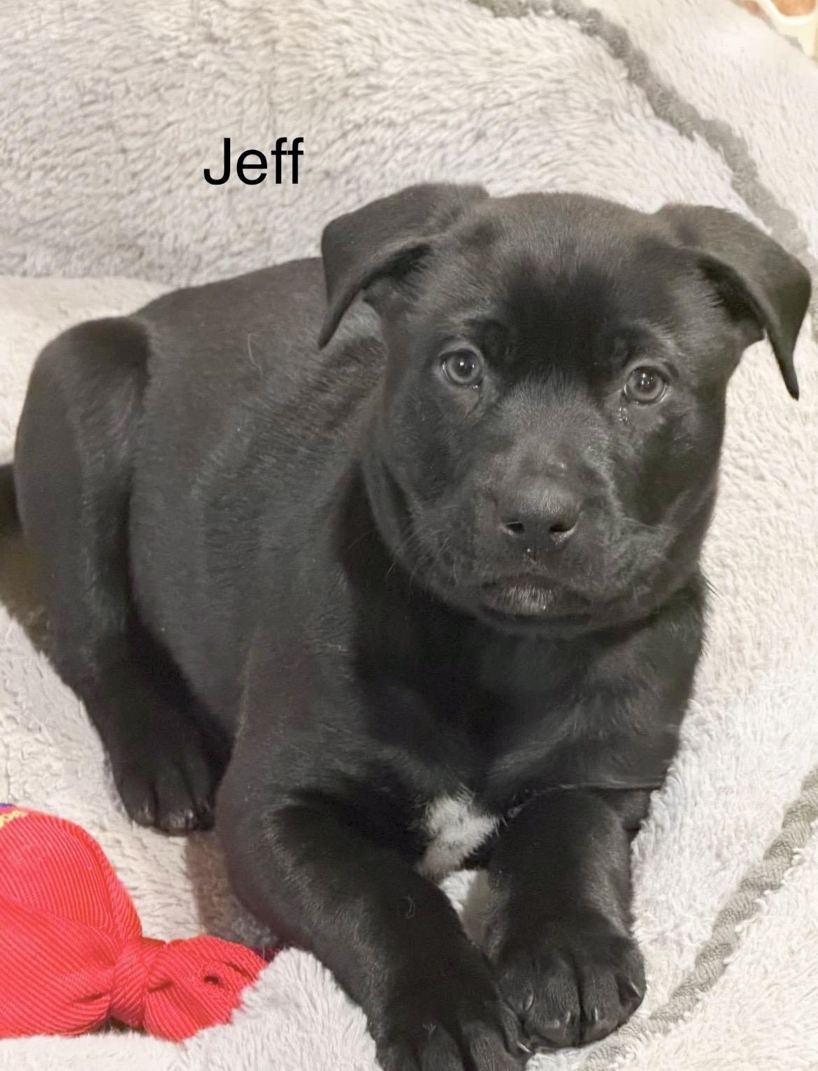 Enlarge Jeff Gordon, an adopted mixed breed in Huntingtown, MD image 3/6