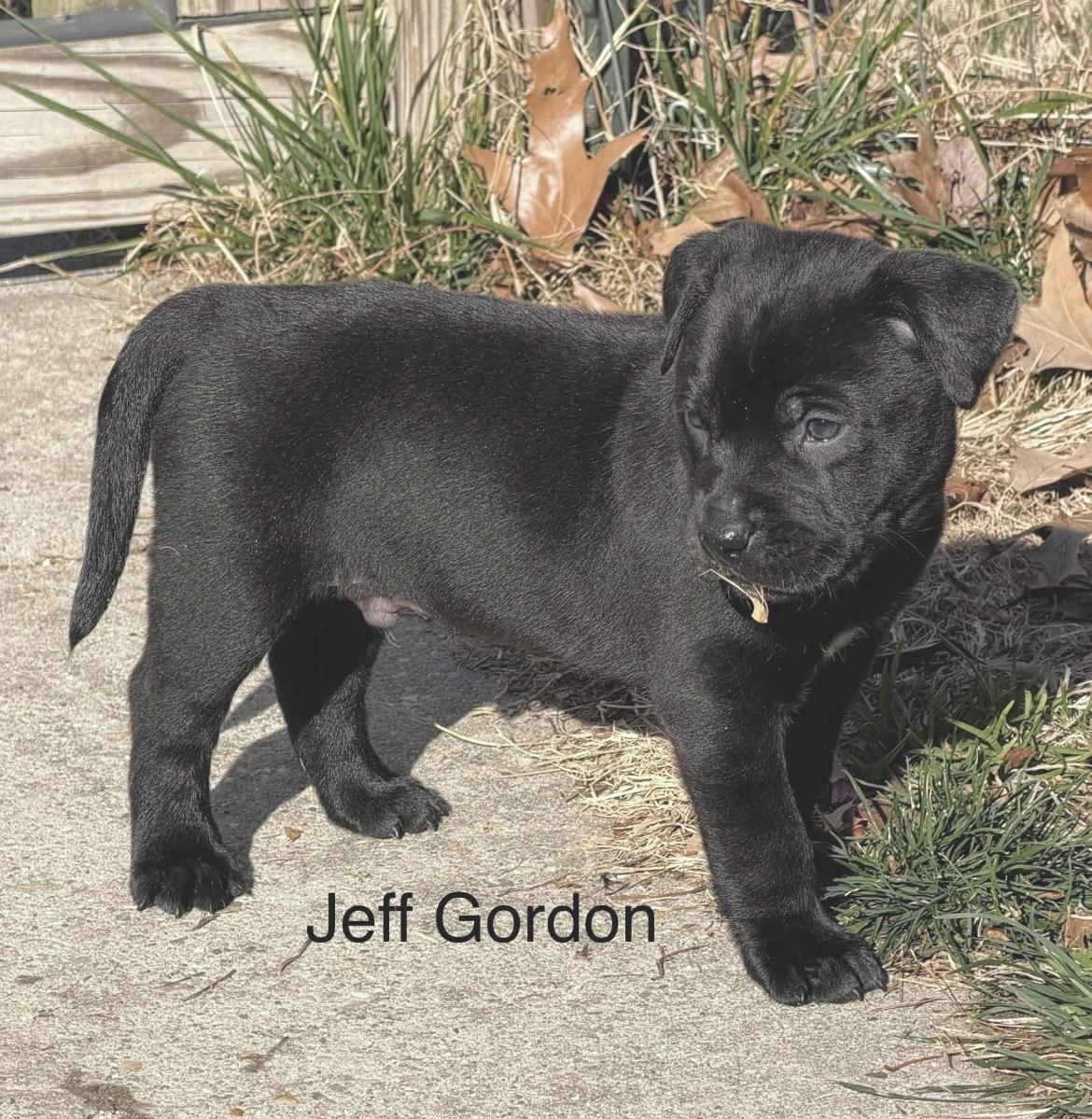 Enlarge Jeff Gordon, an adopted mixed breed in Huntingtown, MD image 5/6