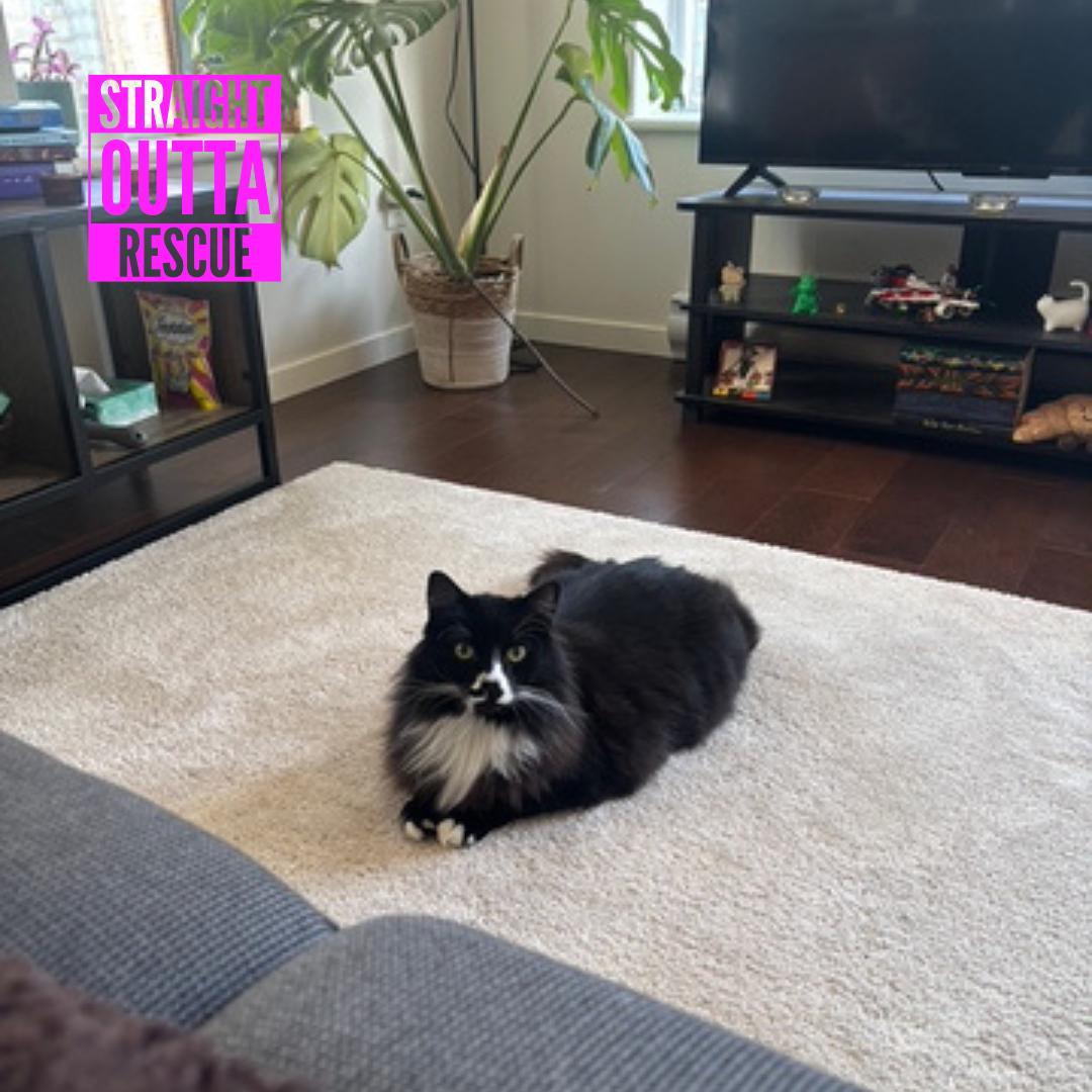 Enlarge Arthur, a ADOPTABLE Domestic Long Hair in Vancouver, BC image 3/6