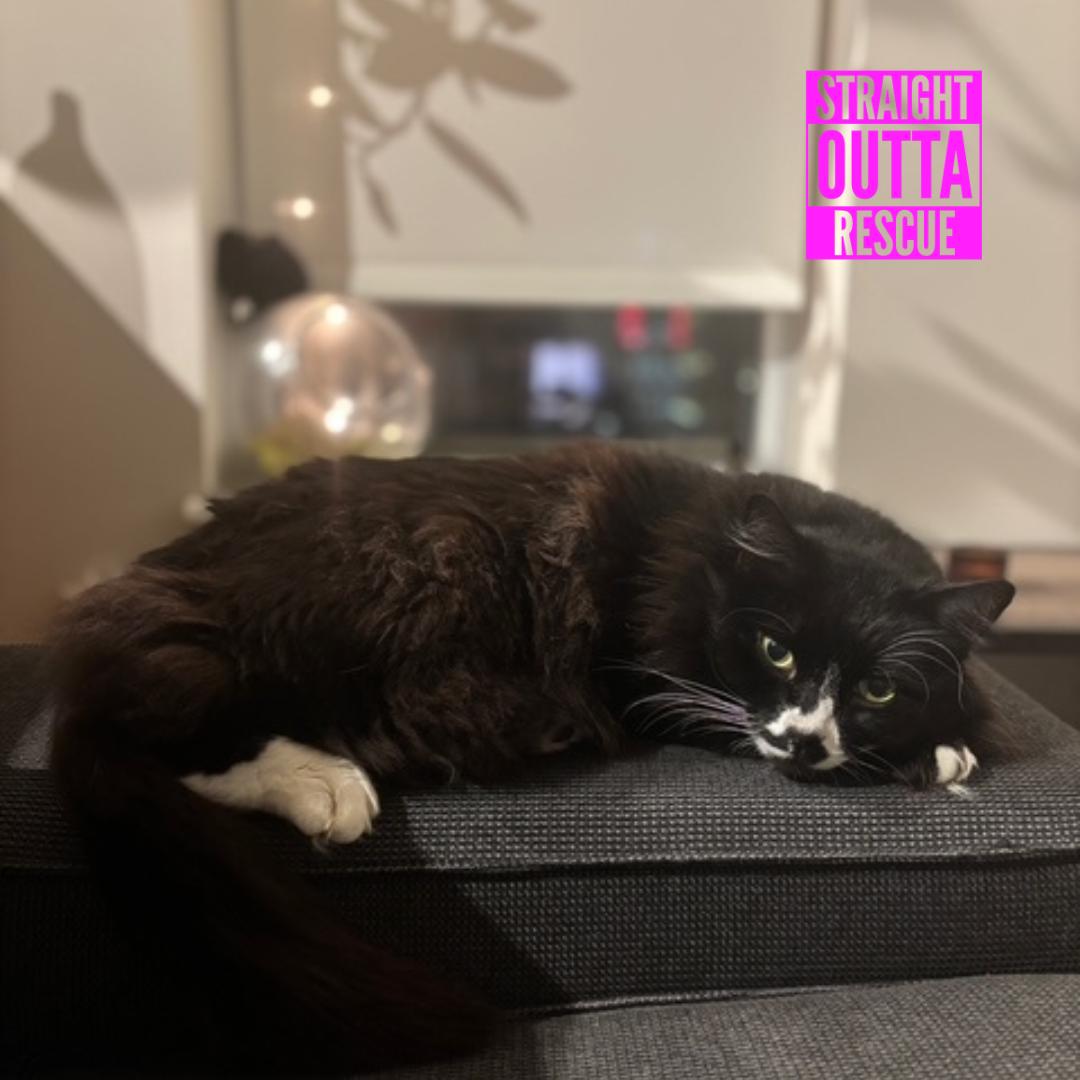 Enlarge Arthur, a ADOPTABLE Domestic Long Hair in Vancouver, BC image 4/6