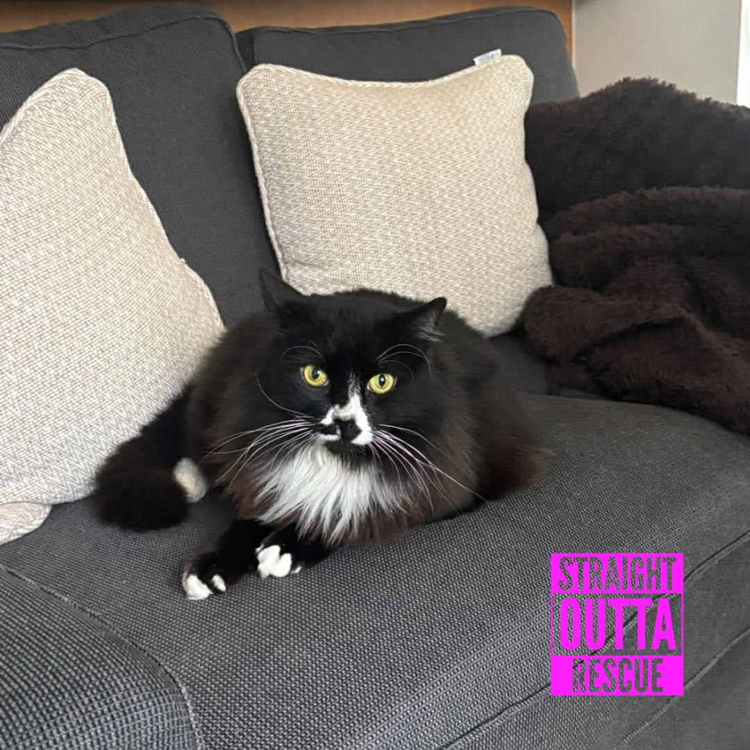 Enlarge Arthur, a ADOPTABLE Domestic Long Hair in Vancouver, BC image 5/6