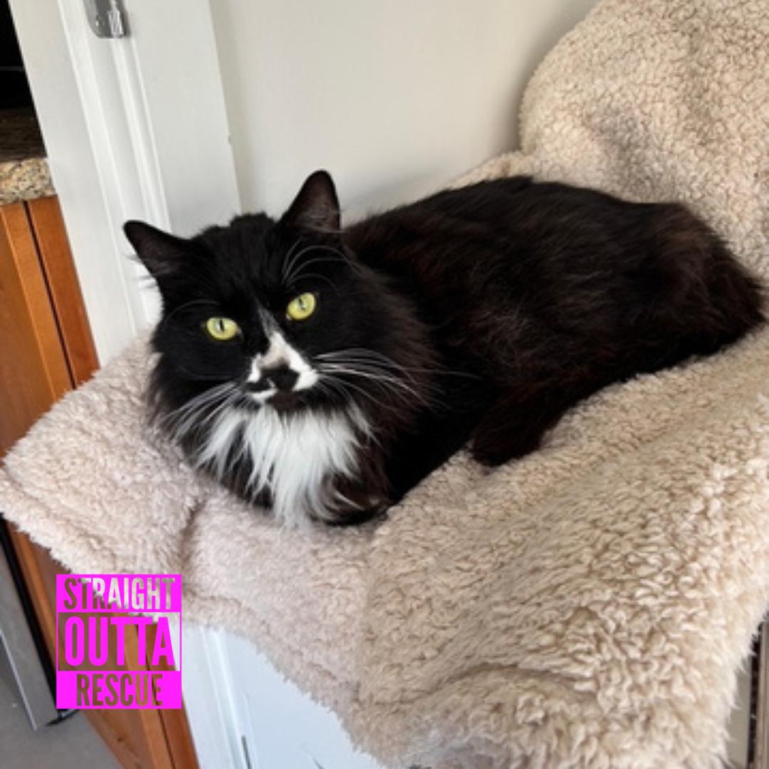 Enlarge Arthur, a ADOPTABLE Domestic Long Hair in Vancouver, BC image 1/6