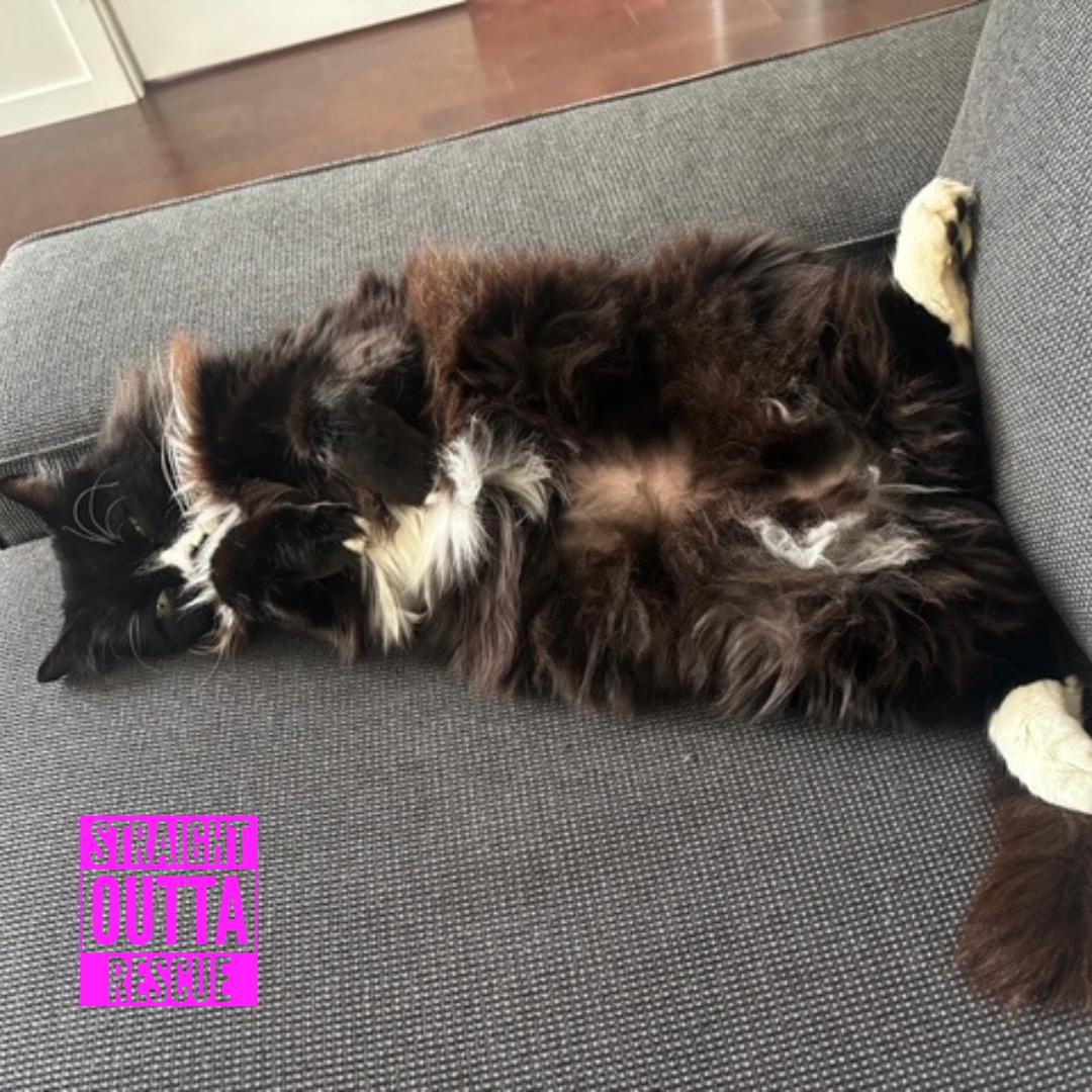 Enlarge Arthur, a ADOPTABLE Domestic Long Hair in Vancouver, BC image 2/6