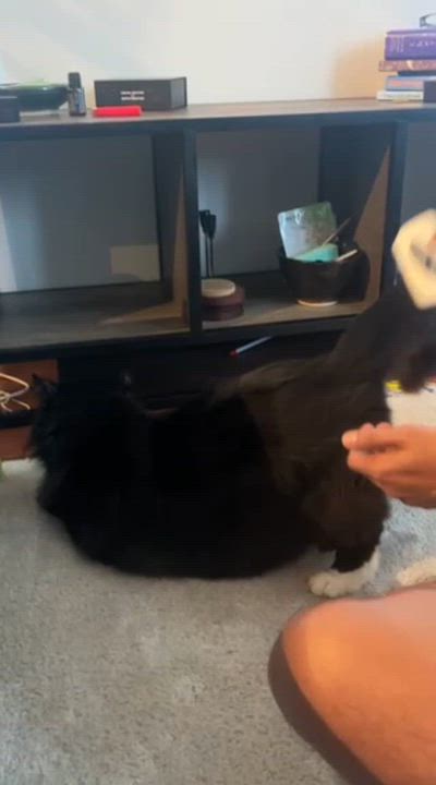 Enlarge Arthur, a ADOPTABLE Domestic Long Hair in Vancouver, BC video 6/6