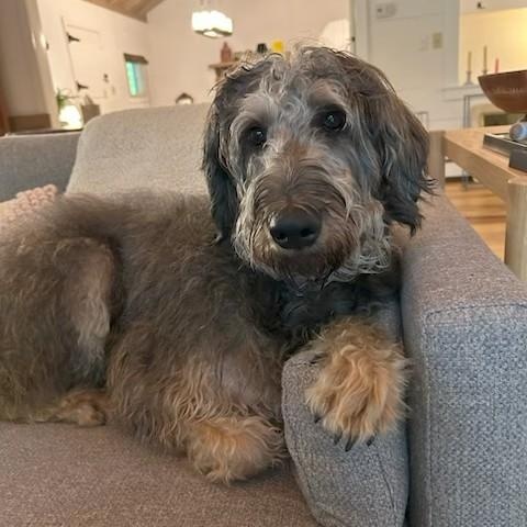 Enlarge Hazel, an adopted mixed breed in Unionville, CT image 6/6