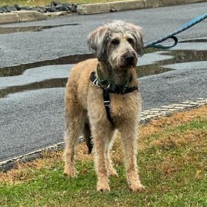 Enlarge Hazel, an adopted mixed breed in Unionville, CT image 2/6