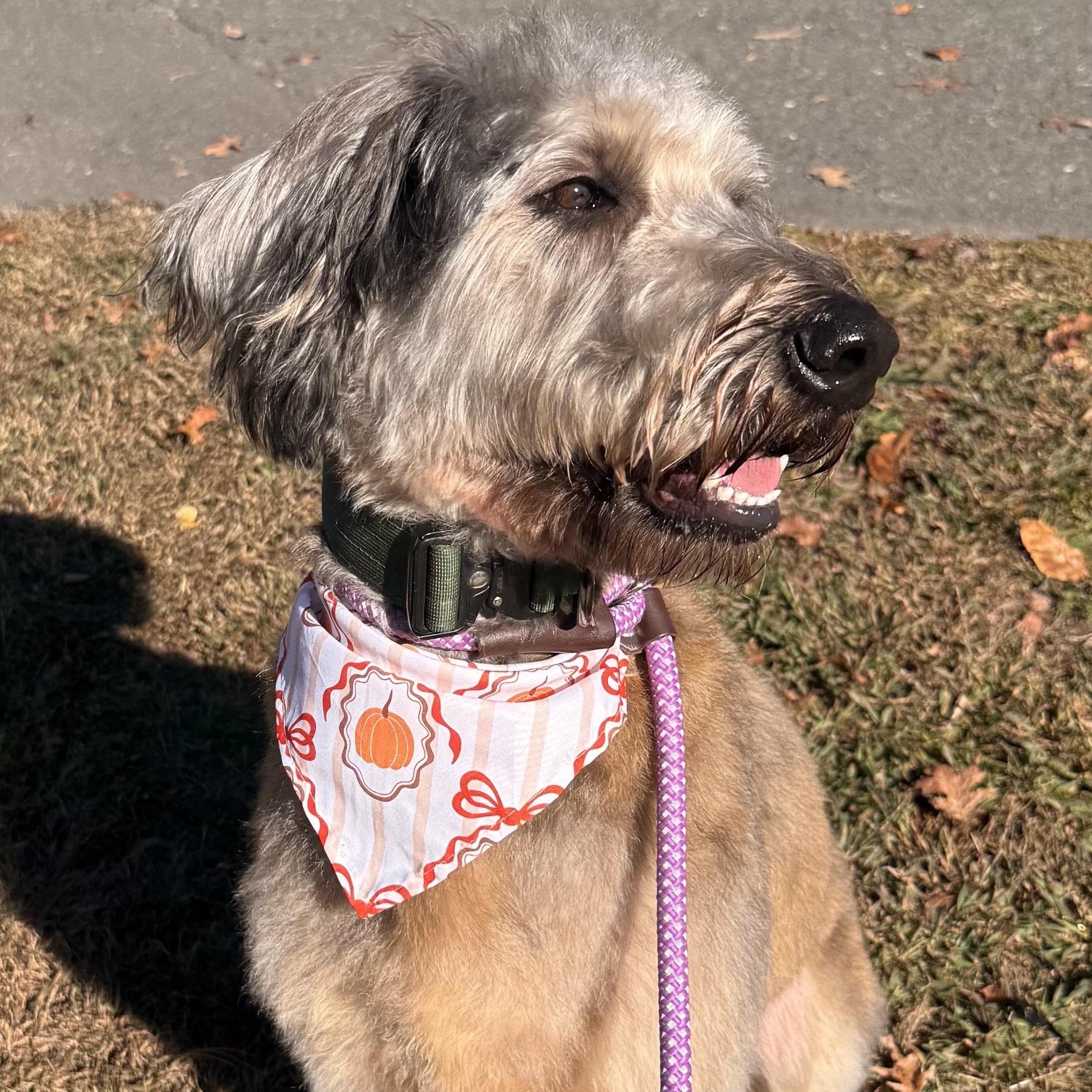 Enlarge Hazel, an adopted mixed breed in Unionville, CT image 5/6