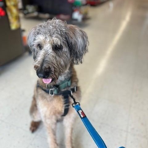 Hazel, adopted, Young Female Poodle & German Shepherd Dog.