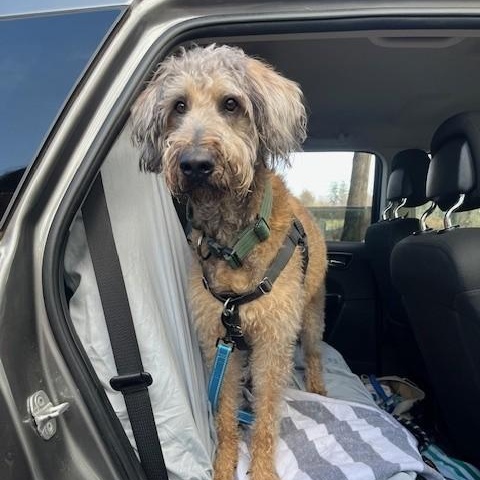 Enlarge Hazel, an adopted mixed breed in Unionville, CT image 3/6