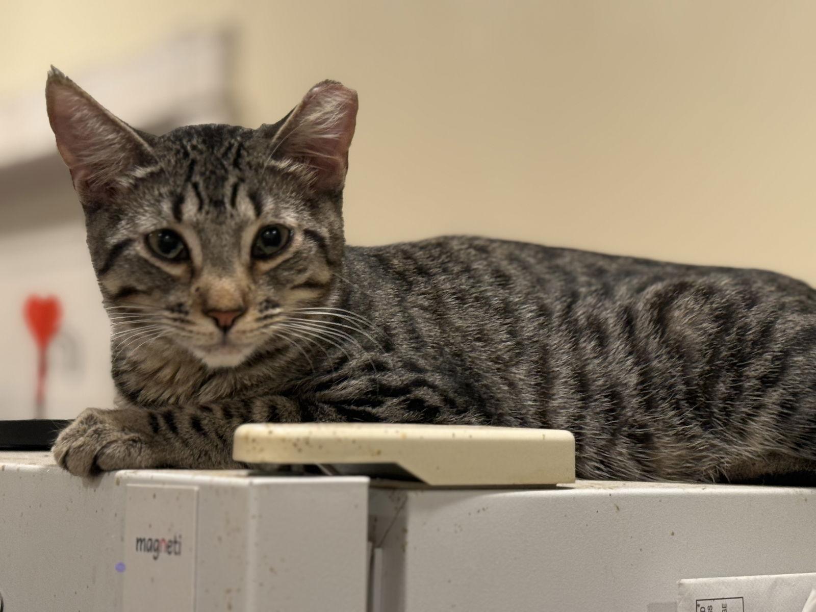 Tabitha, Adoptable, Young Female Domestic Short Hair & Tabby.