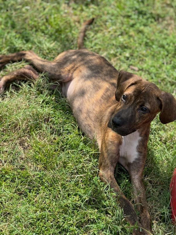 Enlarge Sarge, a Adopted mixed breed in Lynn Haven, FL image 1/1