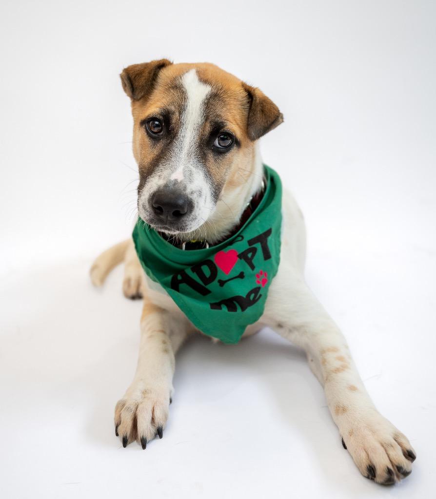 Gimbapi, Adoptable, Puppy Female Australian Cattle Dog / Blue Heeler.