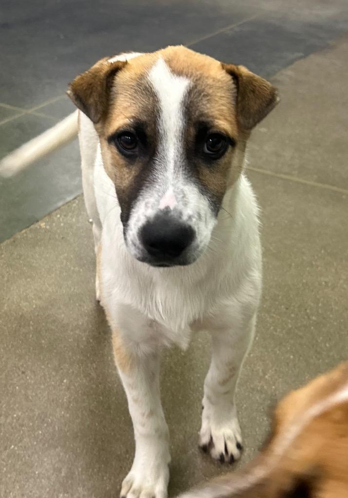 Enlarge Gimbapi, a Adoptable Australian Cattle Dog / Blue Heeler in Fort Lupton, CO image 2/4